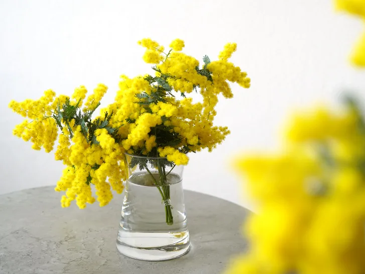 3月の花・ミモザを花瓶に生けた春らしいインテリア写真」

