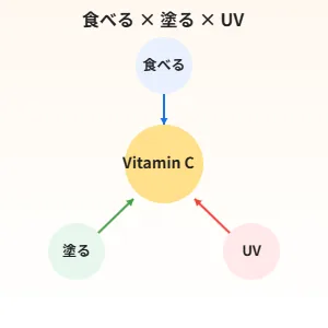 食べる・塗る・UVでビタミンCを活用する朝ケアの全体像(美容液+日焼け止めの相乗)