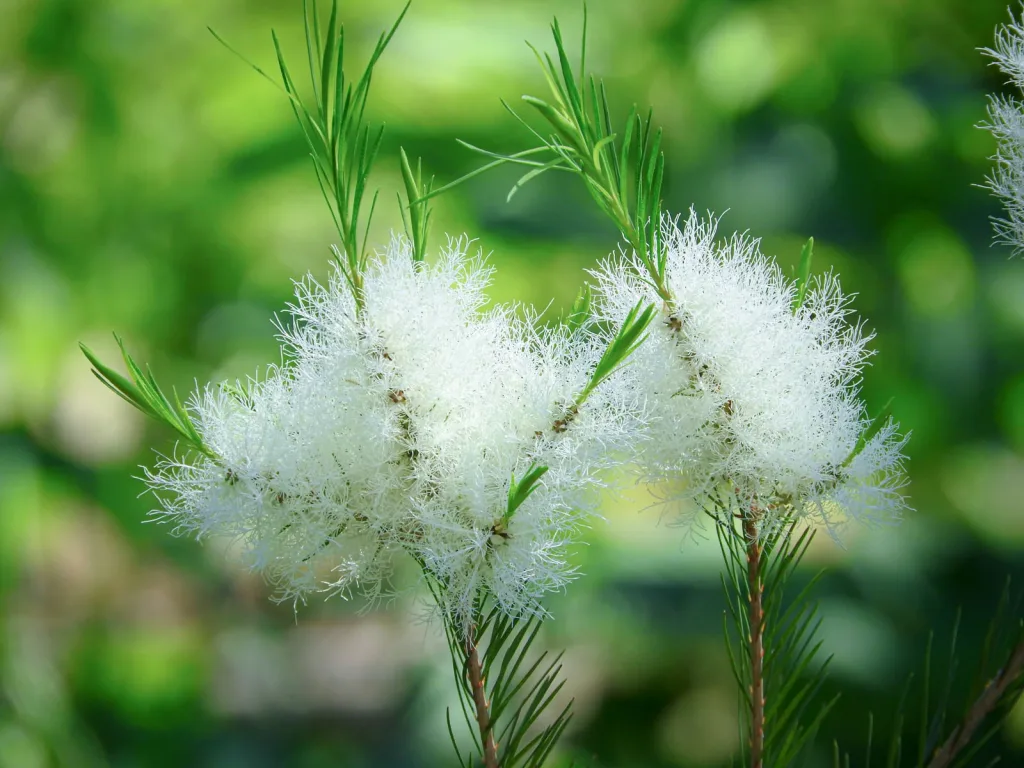 ティーツリー（Melaleuca alternifolia）の白くふわふわとした花と細い緑の葉が特徴的に咲くクローズアップ写真。爽やかな香りの精油として知られるティーツリーは、抗菌・抗炎症作用を持ち、頭皮ケアやスキンケア製品で人気の植物。
