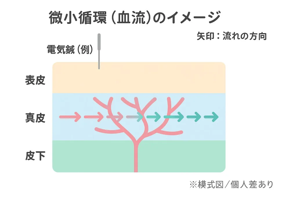 微小循環（血流）のイメージ図｜表皮・真皮・皮下と電気鍼の位置、矢印で血流の方向を示した模式図（※個人差あり）