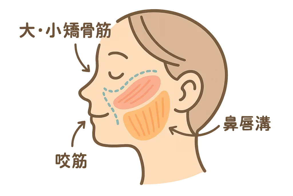 ほうれい線に関わる表情筋の位置図解。大・小頬骨筋と咬筋、点線で示した鼻唇溝の関係がわかる横顔イラスト。