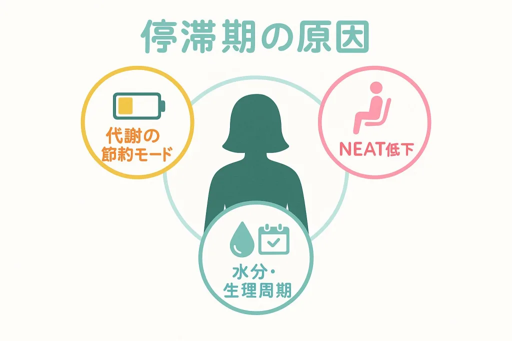 ダイエット停滞期の主な原因を示す図。「代謝の節約モード」「NEAT低下」「水分・生理周期」の3要素が円で囲まれ、中央に女性のシルエット。体の働きや生活リズムが停滞期に影響することをわかりやすく説明するイメージ。